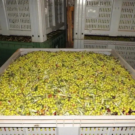 Bio Olivenöl Extra Vergine di Palombari im Kanister