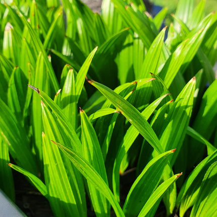 Trachycarpus fortunei - Chinesische Hanfpalme als Setzling aus Freilandzucht