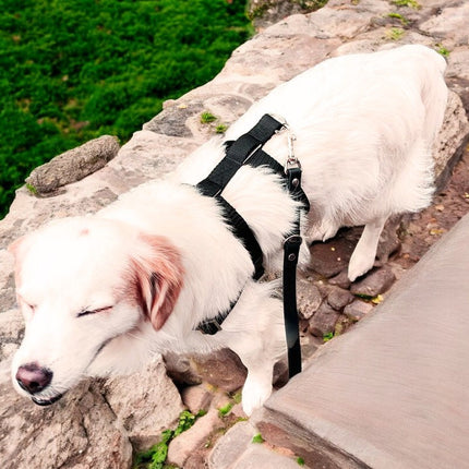 Anti-Stress-Geschirr STURMFREI® Saver für kleine bis mittlere Hunde