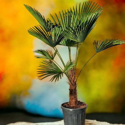 Trachycarpus wagnerianus - Wagner Hanfpalme aus Freilandzucht
