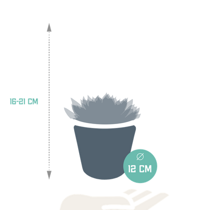 Echeveria Mix – Steinrose 3 Pflanzen – Ø10,5cm Zimmerpflanzen im weißen Topf – Verschiedene Sukkulenten – Pflegeleichte Pflanzen für Fensterbank, Büro & Wohnzimmer (Plant) kaufen bei Linkreich – Jetzt entdecken!