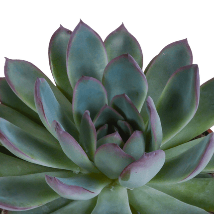 Echeveria Mix – Steinrose 3 Pflanzen – Ø10,5cm Zimmerpflanzen im weißen Topf – Verschiedene Sukkulenten – Pflegeleichte Pflanzen für Fensterbank, Büro & Wohnzimmer (Plant) kaufen bei Linkreich – Jetzt entdecken!
