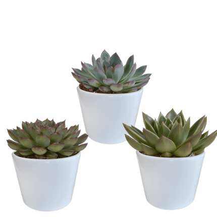 Echeveria Mix – Steinrose 3 Pflanzen – Ø10,5cm Zimmerpflanzen im weißen Topf – Verschiedene Sukkulenten – Pflegeleichte Pflanzen für Fensterbank, Büro & Wohnzimmer (Plant) kaufen bei Linkreich – Jetzt entdecken!