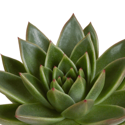 Echeveria Mix – Steinrose 3 Pflanzen – Ø10,5cm Zimmerpflanzen im weißen Topf – Verschiedene Sukkulenten – Pflegeleichte Pflanzen für Fensterbank, Büro & Wohnzimmer (Plant) kaufen bei Linkreich – Jetzt entdecken!