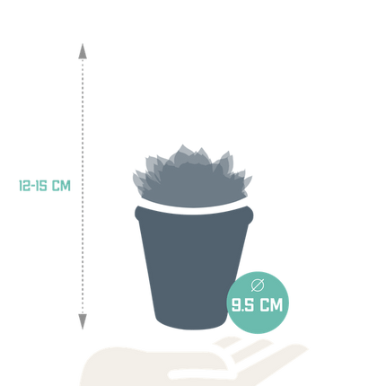 Echeveria Mix – Steinrose 3 Pflanzen – Ø8,5cm Zimmerpflanzen im Terrakotta - Topf – Verschiedene farbige Sukkulenten – Pflegeleichte Mini - Steinrosen für Fensterbank, Büro & Wohnzimmer (Plant) kaufen bei Linkreich – Jetzt entdecken!