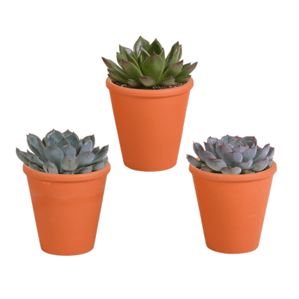Echeveria Mix – Steinrose 3 Pflanzen – Ø8,5cm Zimmerpflanzen im Terrakotta - Topf – Verschiedene farbige Sukkulenten – Pflegeleichte Mini - Steinrosen für Fensterbank, Büro & Wohnzimmer (Plant) kaufen bei Linkreich – Jetzt entdecken!