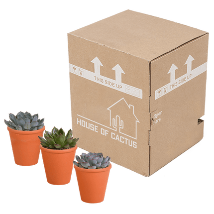 Echeveria Mix – Steinrose 3 Pflanzen – Ø8,5cm Zimmerpflanzen im Terrakotta - Topf – Verschiedene farbige Sukkulenten – Pflegeleichte Mini - Steinrosen für Fensterbank, Büro & Wohnzimmer (Plant) kaufen bei Linkreich – Jetzt entdecken!