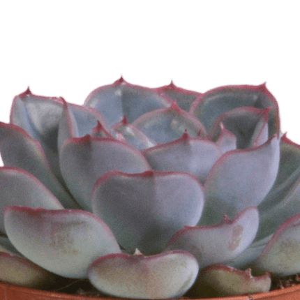 Echeveria Mix – Steinrose 3 Pflanzen – Ø8,5cm Zimmerpflanzen im Terrakotta - Topf – Verschiedene farbige Sukkulenten – Pflegeleichte Mini - Steinrosen für Fensterbank, Büro & Wohnzimmer (Plant) kaufen bei Linkreich – Jetzt entdecken!