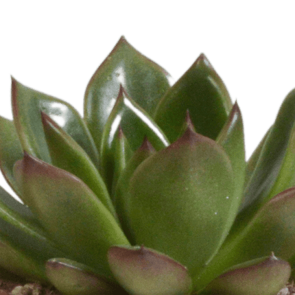 Echeveria Mix – Steinrose 3 Pflanzen – Ø8,5cm Zimmerpflanzen im Terrakotta - Topf – Verschiedene farbige Sukkulenten – Pflegeleichte Mini - Steinrosen für Fensterbank, Büro & Wohnzimmer (Plant) kaufen bei Linkreich – Jetzt entdecken!