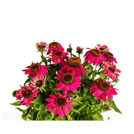 Echinacea purpurea Purple – Sonnenhut mit violetten Blüten – Ø 19 cm Topf – Höhe 60 - 70 cm – Staudenpflanze – Für Beet & Staudenrabatten – Sonniger Standort – Pflegeleicht (Plant) kaufen bei Linkreich – Jetzt entdecken!