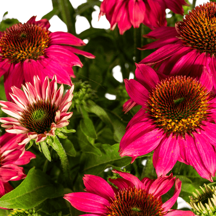 Echinacea purpurea Purple – Sonnenhut mit violetten Blüten – Ø 19 cm Topf – Höhe 60 - 70 cm – Staudenpflanze – Für Beet & Staudenrabatten – Sonniger Standort – Pflegeleicht (Plant) kaufen bei Linkreich – Jetzt entdecken!