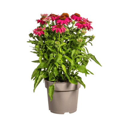 Echinacea purpurea Purple – Sonnenhut mit violetten Blüten – Ø 19 cm Topf – Höhe 60 - 70 cm – Staudenpflanze – Für Beet & Staudenrabatten – Sonniger Standort – Pflegeleicht (Plant) kaufen bei Linkreich – Jetzt entdecken!