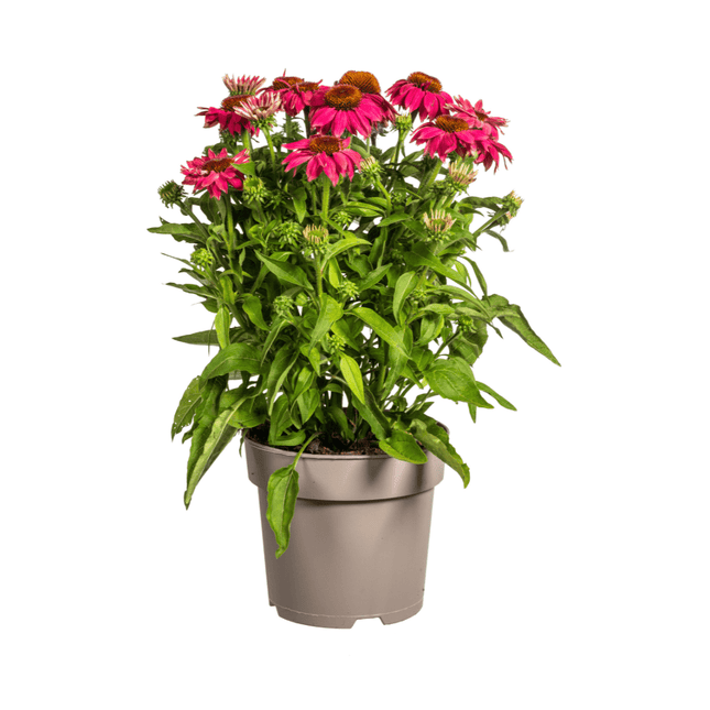 Echinacea purpurea Purple – Sonnenhut mit violetten Blüten – Ø 19 cm Topf – Höhe 60 - 70 cm – Staudenpflanze – Für Beet & Staudenrabatten – Sonniger Standort – Pflegeleicht (Plant) kaufen bei Linkreich – Jetzt entdecken!