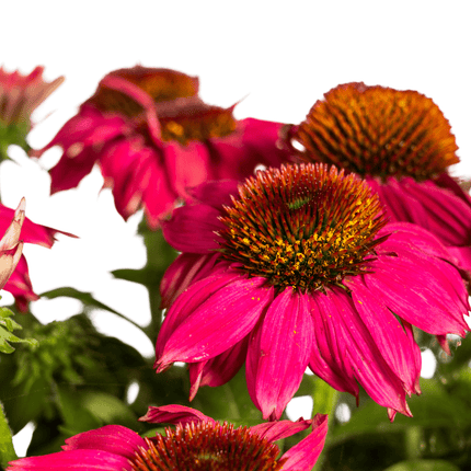 Echinacea purpurea Purple – Sonnenhut mit violetten Blüten – Ø 19 cm Topf – Höhe 60 - 70 cm – Staudenpflanze – Für Beet & Staudenrabatten – Sonniger Standort – Pflegeleicht (Plant) kaufen bei Linkreich – Jetzt entdecken!