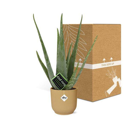 Echte Aloe Vera – Zimmerpflanze 12cm – Inkl. Ziertopf Vibes Fold Gelb Ø14cm – Pflegeleichte Sukkulente mit luftreinigenden Eigenschaften – Dekorativ & heilkräftig für Wohnzimmer & Büro (Plant) kaufen bei Linkreich – Jetzt entdecken!