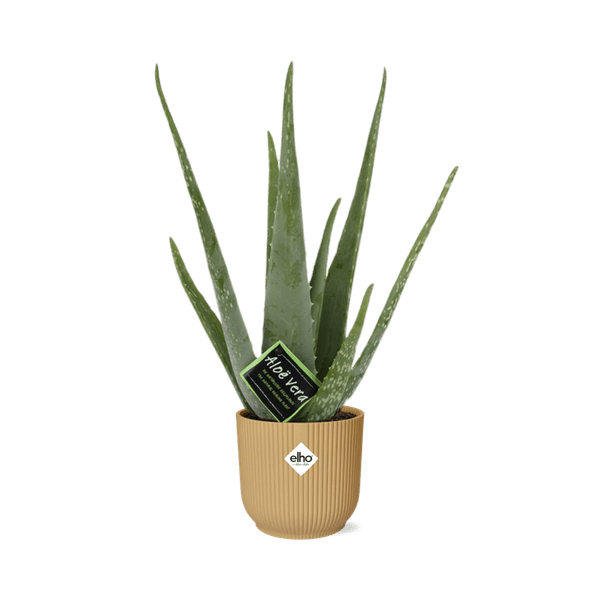 Echte Aloe Vera – Zimmerpflanze 12cm – Inkl. Ziertopf Vibes Fold Gelb Ø14cm – Pflegeleichte Sukkulente mit luftreinigenden Eigenschaften – Dekorativ & heilkräftig für Wohnzimmer & Büro (Plant) kaufen bei Linkreich – Jetzt entdecken!