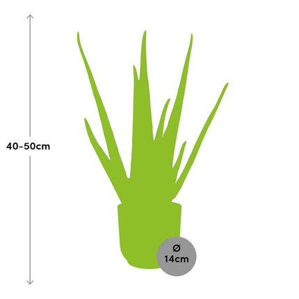 Echte Aloe Vera – Zimmerpflanze 12cm – Inkl. Ziertopf Vibes Fold Gelb Ø14cm – Pflegeleichte Sukkulente mit luftreinigenden Eigenschaften – Dekorativ & heilkräftig für Wohnzimmer & Büro (Plant) kaufen bei Linkreich – Jetzt entdecken!