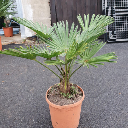Trachycarpus wagnerianus - Wagner Hanfpalme aus Freilandzucht