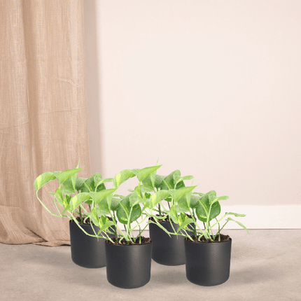 Efeutute – Epipremnum aureum Scindapsus – 4 Pflanzen – Ø12cm – Höhe ca. 20cm – Pflegeleichte Zimmerpflanzen – Rank - & Hängepflanzen für Zuhause & Büro (Plant) kaufen bei Linkreich – Jetzt entdecken!