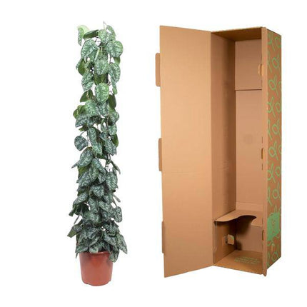 Efeutute – Scindapsus Pictus Trebie – Zimmerpflanze – 160cm – Ø27cm – pflegeleichte Kletterpflanze mit silber gemusterten Blättern (Plant) kaufen bei Linkreich – Jetzt entdecken!