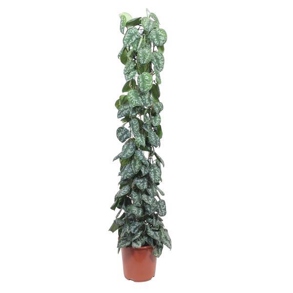 Efeutute – Scindapsus Pictus Trebie – Zimmerpflanze – 160cm – Ø27cm – pflegeleichte Kletterpflanze mit silber gemusterten Blättern (Plant) kaufen bei Linkreich – Jetzt entdecken!