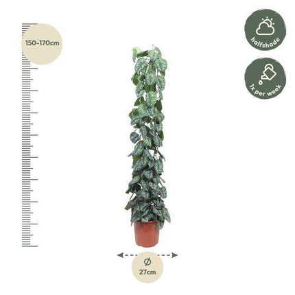 Efeutute – Scindapsus Pictus Trebie – Zimmerpflanze – 160cm – Ø27cm – pflegeleichte Kletterpflanze mit silber gemusterten Blättern (Plant) kaufen bei Linkreich – Jetzt entdecken!