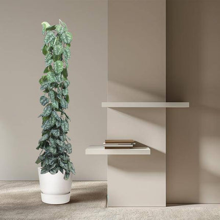 Efeutute – Scindapsus Pictus Trebie – Zimmerpflanze – 160cm – Ø27cm – pflegeleichte Kletterpflanze mit silber gemusterten Blättern (Plant) kaufen bei Linkreich – Jetzt entdecken!