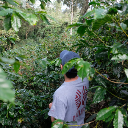 Costa Rica - Diego Robelo - Centroamericano Anaerobic Natural