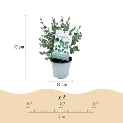 Eukalyptusbaum Eucalyptus gunnii – 6 Pflanzen – Winterhart – Terrassenpflanze – Ø14 cm, Höhe 30 cm – Blaugrüne Blätter mit herrlichem Duft (Plant) kaufen bei Linkreich – Jetzt entdecken!