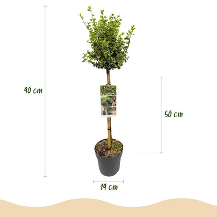 Euonymus fortunei ‘Emerald Gaiety’ – Stamm - Pflanze – Immergrün & winterhart – für Terrasse, Balkon & Garten – pflegeleicht – Ø19cm – Höhe ca. 90cm (Plant) kaufen bei Linkreich – Jetzt entdecken!