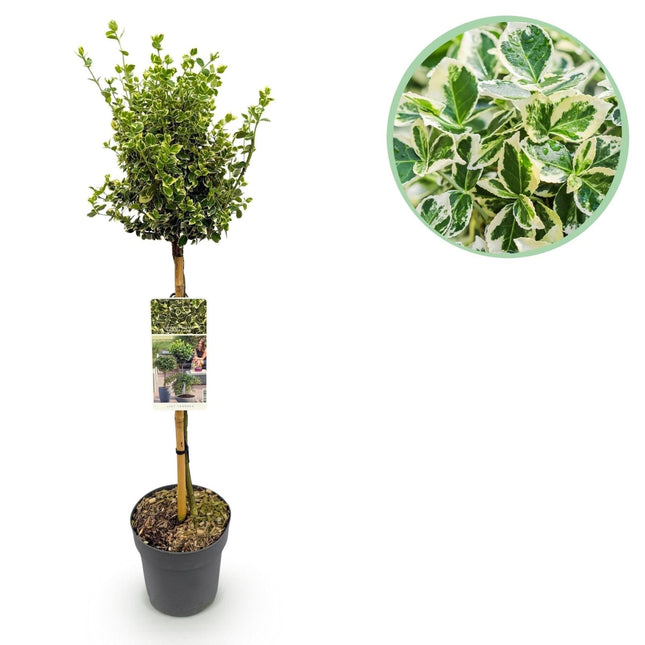 Euonymus fortunei ‘Emerald Gaiety’ – Stamm - Pflanze – Immergrün & winterhart – für Terrasse, Balkon & Garten – pflegeleicht – Ø19cm – Höhe ca. 90cm (Plant) kaufen bei Linkreich – Jetzt entdecken!