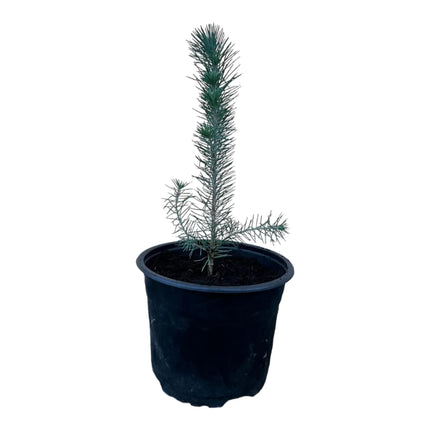 Pinus pinea - Pinie, Mittelmeer-Kiefer aus Freilandzucht