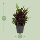 ↨60 – 70cm・⌀27cm・Sorte ' Lancifolia Insignis'
