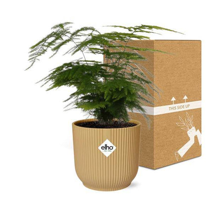 Feder - Spargel Asparagus Setaceus 'Plumosus' – Zimmerpflanze inkl. Ziertopf Vibes Fold Gelb Ø14cm – Elegantes federartiges Laub – Pflegeleicht & dekorativ – Für Wohnzimmer & Büro (Plant) kaufen bei Linkreich – Jetzt entdecken!