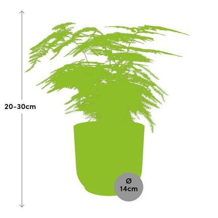 Feder - Spargel Asparagus Setaceus 'Plumosus' – Zimmerpflanze inkl. Ziertopf Vibes Fold Gelb Ø14cm – Elegantes federartiges Laub – Pflegeleicht & dekorativ – Für Wohnzimmer & Büro (Plant) kaufen bei Linkreich – Jetzt entdecken!