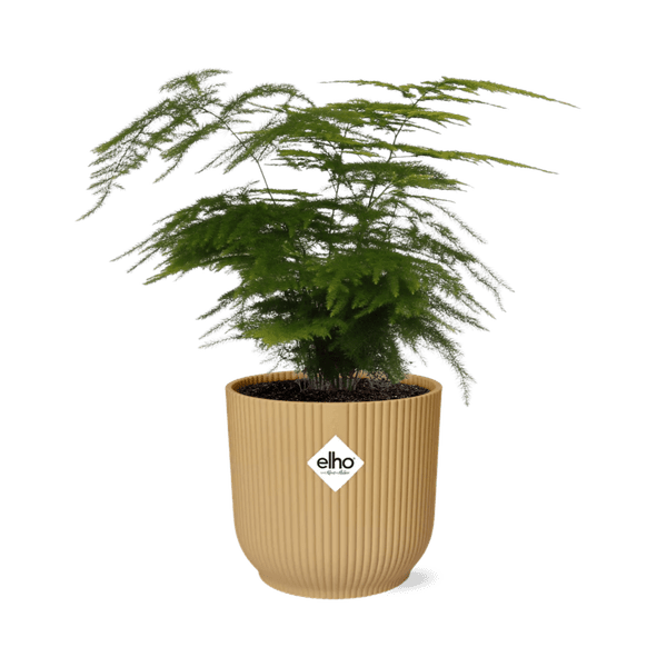 Feder - Spargel Asparagus Setaceus 'Plumosus' – Zimmerpflanze inkl. Ziertopf Vibes Fold Gelb Ø14cm – Elegantes federartiges Laub – Pflegeleicht & dekorativ – Für Wohnzimmer & Büro (Plant) kaufen bei Linkreich – Jetzt entdecken!