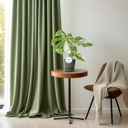 Fensterblatt Monstera Deliciosa Variegata – Zimmerpflanze Ø15cm ↕45cm – Seltene panaschierte Monstera mit weiß - grünen Blättern – Tropische Kletterpflanze & luftreinigend – Für Wohnzimmer & Büro (Plant) kaufen bei Linkreich – Jetzt entdecken!