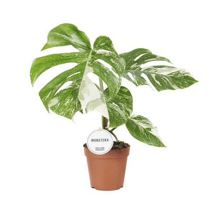 Fensterblatt Monstera Deliciosa Variegata – Zimmerpflanze Ø15cm ↕45cm – Seltene panaschierte Monstera mit weiß - grünen Blättern – Tropische Kletterpflanze & luftreinigend – Für Wohnzimmer & Büro (Plant) kaufen bei Linkreich – Jetzt entdecken!