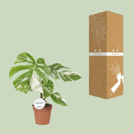 Fensterblatt Monstera Deliciosa Variegata – Zimmerpflanze Ø15cm ↕45cm – Seltene panaschierte Monstera mit weiß - grünen Blättern – Tropische Kletterpflanze & luftreinigend – Für Wohnzimmer & Büro (Plant) kaufen bei Linkreich – Jetzt entdecken!