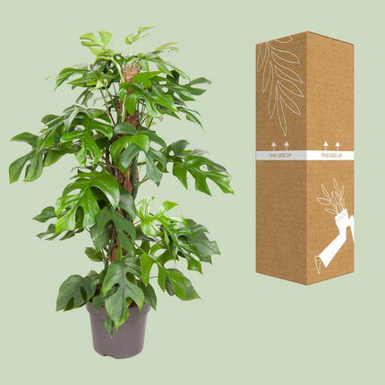 Fensterblatt Monstera Minima – Ø19cm – ↕80cm – Pflegeleichte Zimmerpflanze mit dekorativen Blättern – Tropische Grünpflanze für Wohnzimmer, Büro & Wintergarten (Plant) kaufen bei Linkreich – Jetzt entdecken!