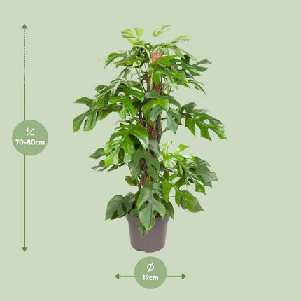 Fensterblatt Monstera Minima – Ø19cm – ↕80cm – Pflegeleichte Zimmerpflanze mit dekorativen Blättern – Tropische Grünpflanze für Wohnzimmer, Büro & Wintergarten (Plant) kaufen bei Linkreich – Jetzt entdecken!