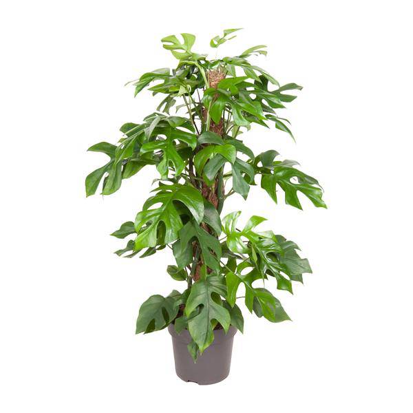 Fensterblatt Monstera Minima – Ø19cm – ↕80cm – Pflegeleichte Zimmerpflanze mit dekorativen Blättern – Tropische Grünpflanze für Wohnzimmer, Büro & Wintergarten (Plant) kaufen bei Linkreich – Jetzt entdecken!