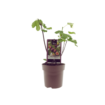 Ficus Brown Turkey – Feigenbaum – Ø15cm – ↕40cm – Pflegeleichter Zimmerfeigenbaum mit großen Blättern – Mediterranes Flair für Innenräume & geschützte Außenbereiche (Plant) kaufen bei Linkreich – Jetzt entdecken!