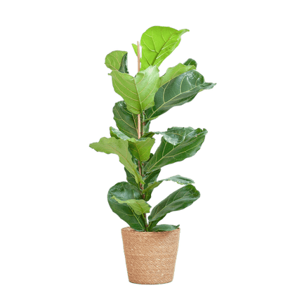 Ficus Lyrata – Geigen - Feige Zimmerpflanze – ca. 80cm hoch – Ø21cm – große dekorative Blätter – inkl. Seegras Korb Sofia Natur (Plant) kaufen bei Linkreich – Jetzt entdecken!