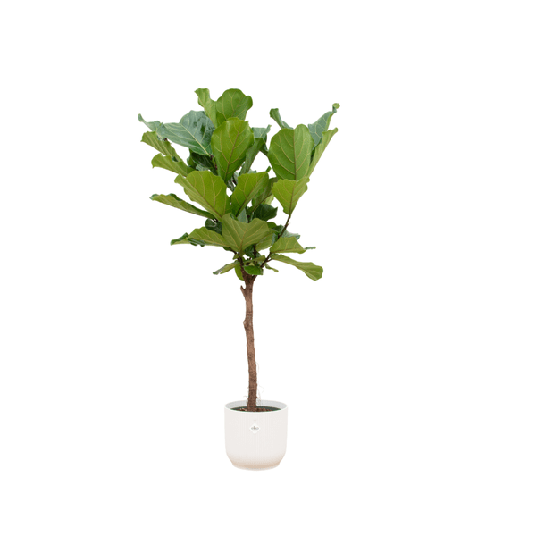 Ficus Lyrata – Geigenfeige – 160cm hoch – Topf Vibes Fold Weiß Ø30cm – Große Zimmerpflanze mit glänzenden Blättern – Pflegeleichte Grünpflanze für Wohnzimmer, Büro & Wintergarten (Plant) kaufen bei Linkreich – Jetzt entdecken!