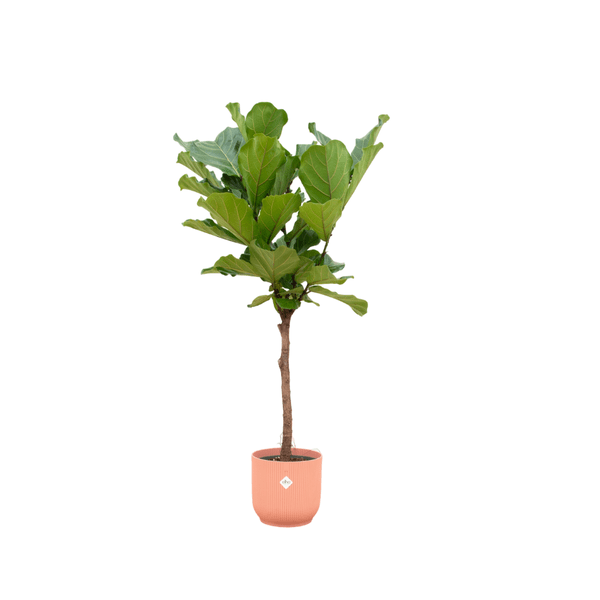 Ficus Lyrata – Geigenfeige – ca. 160cm hoch – Zimmerpflanze im Vibes Fold Topf Rosa Ø30cm – Große, elegante Grünpflanze mit glänzenden Blättern – Pflegeleichte XXL - Pflanze für Wohnzimmer, Büro & Wintergarten (Plant) kaufen bei Linkreich – Jetzt entdecken!