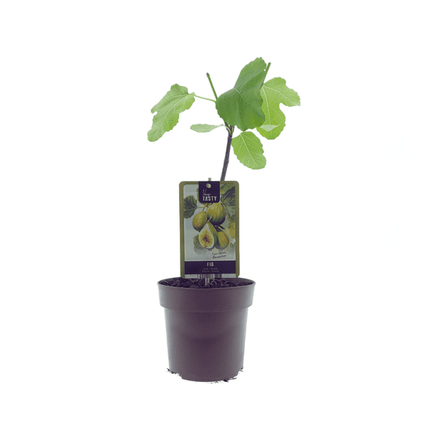 Ficus Panachee – Feigenbaum – Ø15cm – ↕40cm – Pflegeleichte Zimmerpflanze mit buschigem, glänzendem Laub – Für Wohnräume, Büro & Balkon (Plant) kaufen bei Linkreich – Jetzt entdecken!