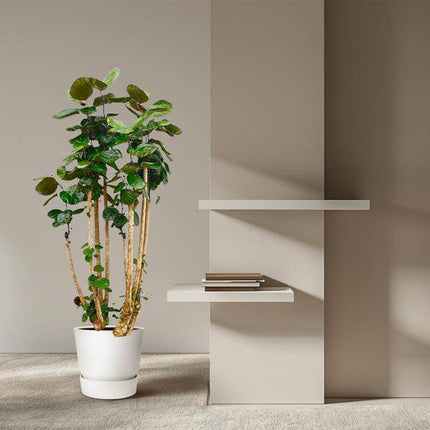 Fiederaralie – Polyscias Fabian – Zimmerpflanze 160cm – Ø30cm – Exotische Grünpflanze mit glänzenden Blättern – Dekorative XXL - Pflanze für Wohnzimmer & Büro – Pflegeleicht (Plant) kaufen bei Linkreich – Jetzt entdecken!