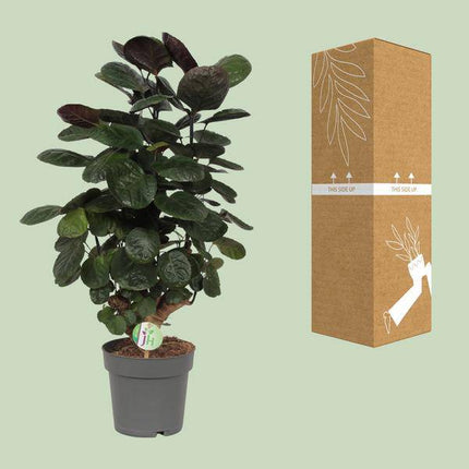 Fiederaralie – Polyscias Scutellaria Fabian – Zimmerpflanze – Ø19cm – ↕60cm – elegante exotische Grünpflanze für Wohnzimmer & Büro (Plant) kaufen bei Linkreich – Jetzt entdecken!