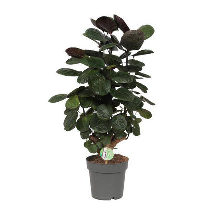 Fiederaralie – Polyscias Scutellaria Fabian – Zimmerpflanze – Ø19cm – ↕60cm – elegante exotische Grünpflanze für Wohnzimmer & Büro (Plant) kaufen bei Linkreich – Jetzt entdecken!